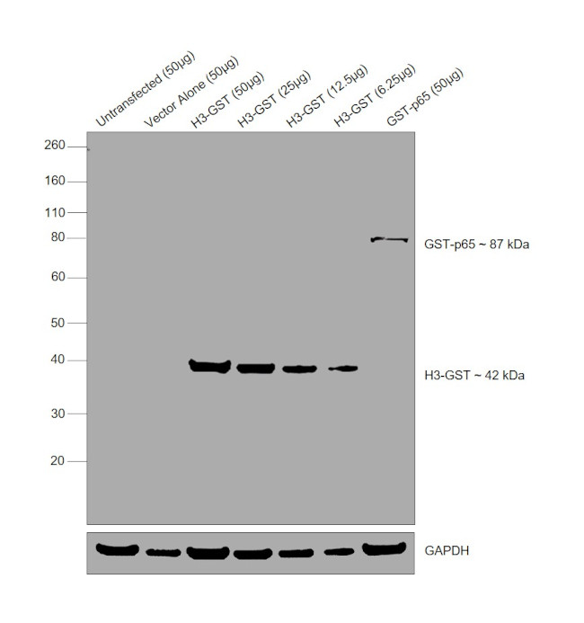 GST Tag Antibody