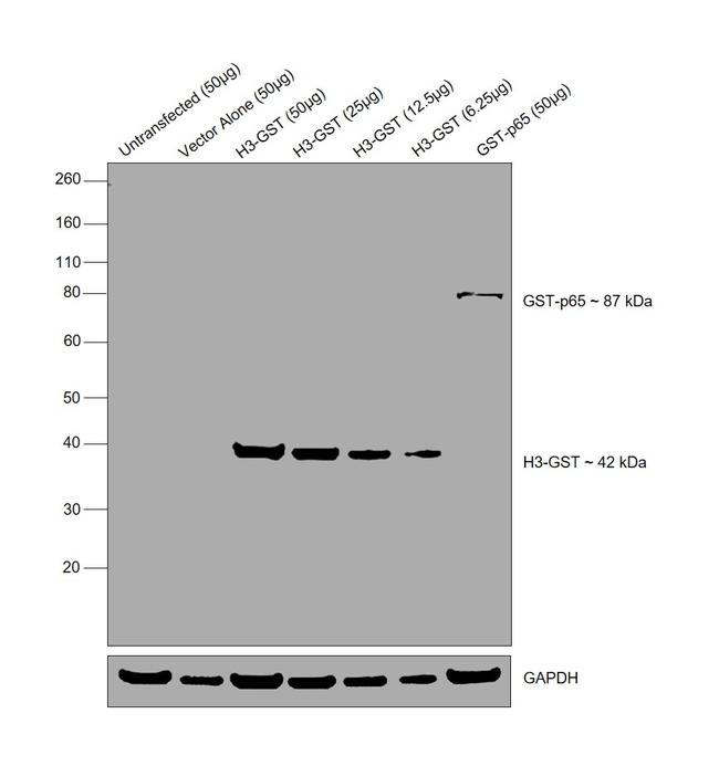 GST Tag Antibody in Western Blot (WB)