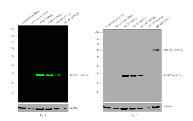 GST Tag Antibody