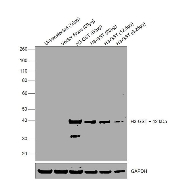 GST Tag Antibody in Western Blot (WB)