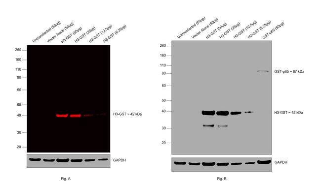 GST Tag Antibody in Western Blot (WB)