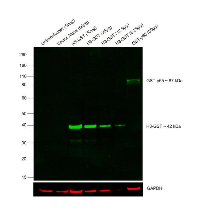 GST Tag Antibody in Western Blot (WB)