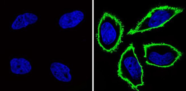 CD44 Antibody in Immunocytochemistry (ICC/IF)