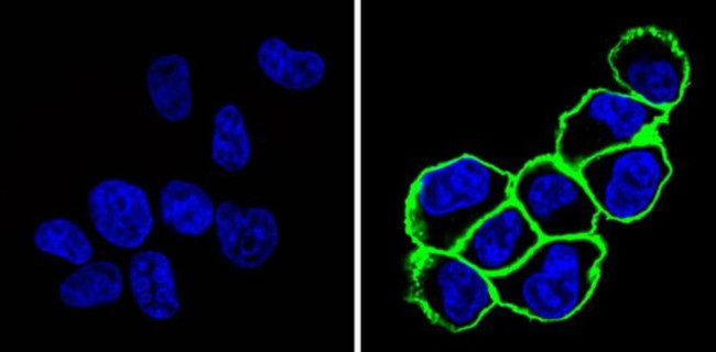 CD44 Antibody in Immunocytochemistry (ICC/IF)