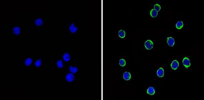 CD44 Antibody in Immunocytochemistry (ICC/IF)