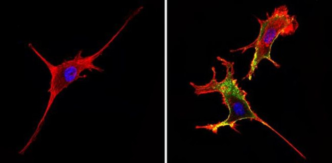 CD44 Antibody in Immunocytochemistry (ICC/IF)