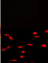 SETD8 Antibody in Immunocytochemistry (ICC/IF)