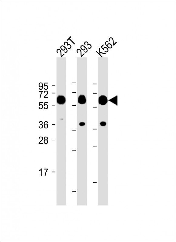 SETD8 Antibody in Western Blot (WB)