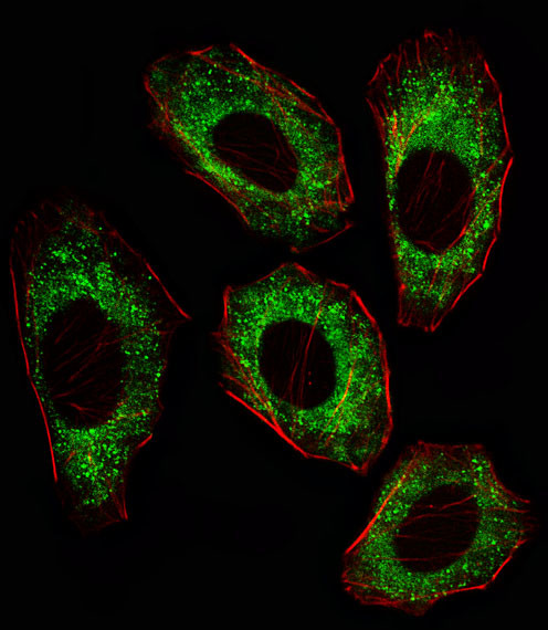 SRC Antibody in Immunocytochemistry (ICC/IF)