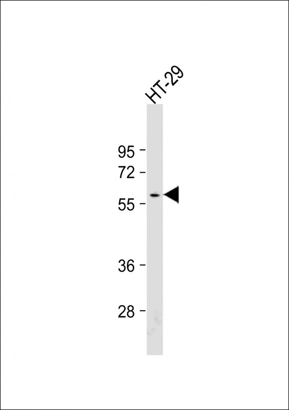 SRC Antibody in Western Blot (WB)