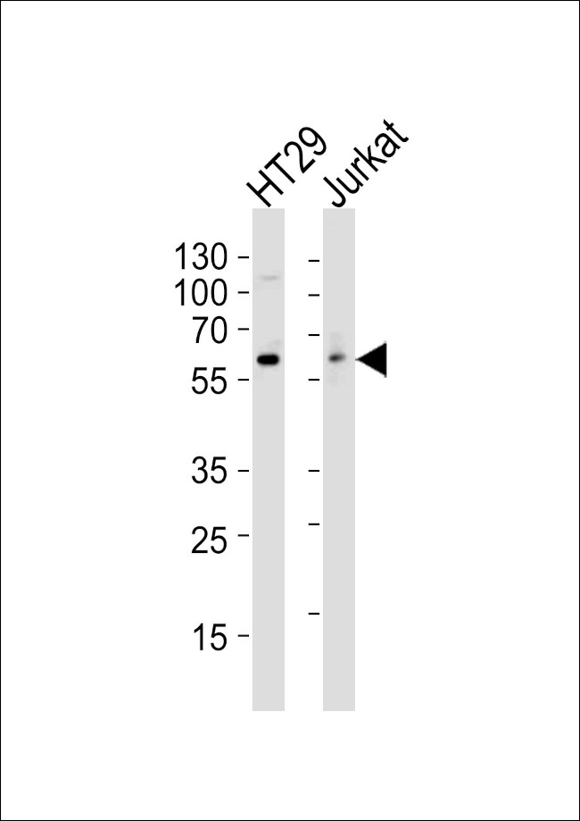 SRC Antibody in Western Blot (WB)