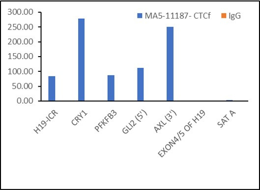 CTCF Antibody in ChIP Assay (ChIP)