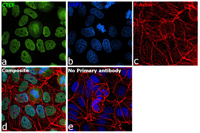 CTCF Antibody in Immunocytochemistry (ICC/IF)