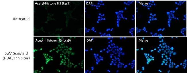 H3K9ac Antibody