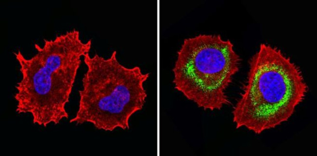 MUC1 Antibody in Immunocytochemistry (ICC/IF)