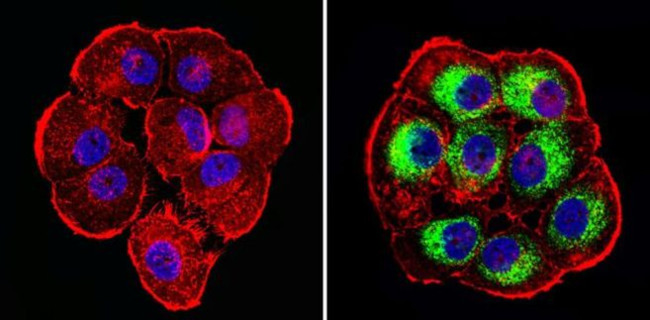 MUC1 Antibody in Immunocytochemistry (ICC/IF)