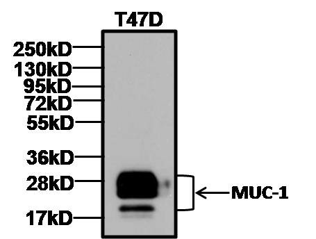 MUC1 Antibody in Western Blot (WB)