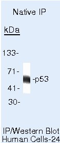 p53 Antibody in Immunoprecipitation (IP)