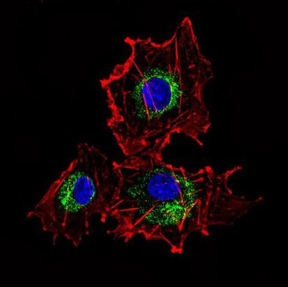 Cytokeratin 15 Antibody in Immunocytochemistry (ICC/IF)