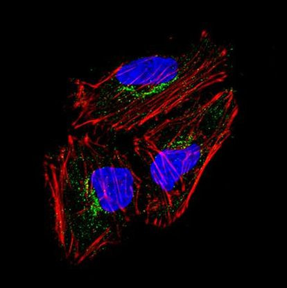 Cytokeratin 15 Antibody in Immunocytochemistry (ICC/IF)