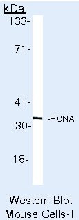 PCNA Antibody in Western Blot (WB)