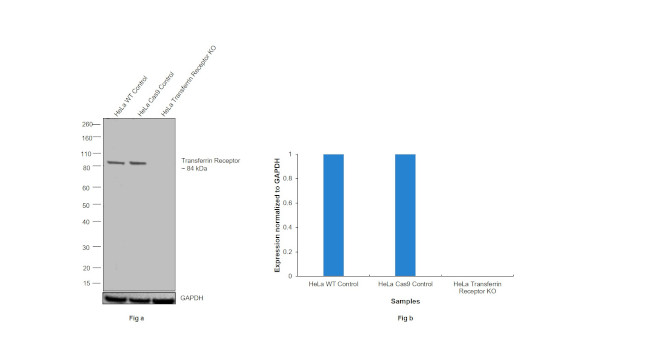 Transferrin Receptor Antibody