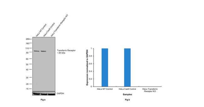 Transferrin Receptor Antibody in Western Blot (WB)