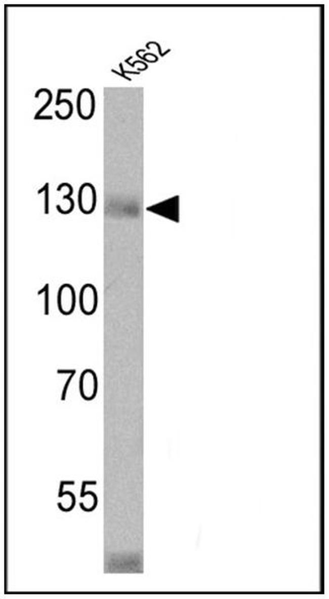 CD163 Antibody in Western Blot (WB)