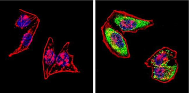 CDK1 Antibody in Immunocytochemistry (ICC/IF)