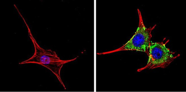 CDK1 Antibody in Immunocytochemistry (ICC/IF)