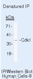 CDK1 Antibody in Immunoprecipitation (IP)