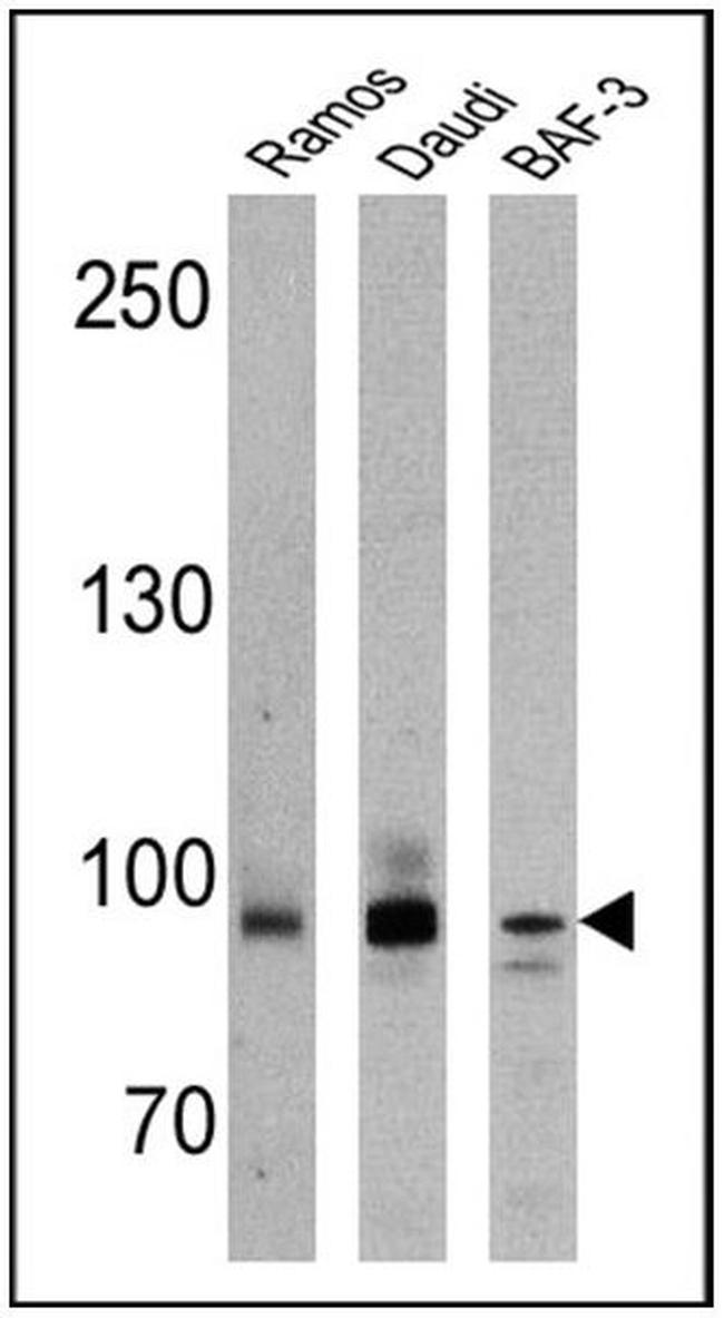 BCL6 Antibody in Western Blot (WB)