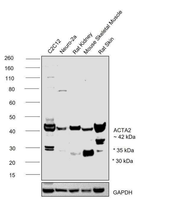 Alpha-Smooth Muscle Actin Antibody in Western Blot (WB)