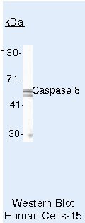 Caspase 8 Antibody in Western Blot (WB)