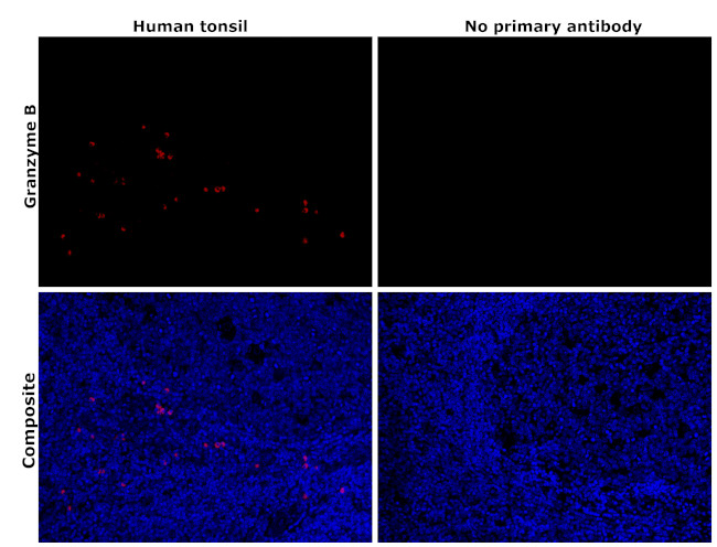 Granzyme B Antibody in Immunohistochemistry (Paraffin) (IHC (P))