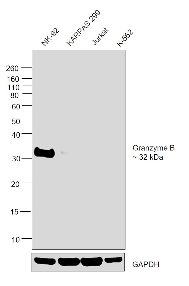 Granzyme B Antibody in Western Blot (WB)