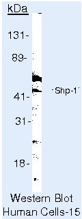 SHP-1 Antibody in Western Blot (WB)