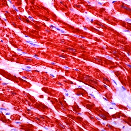 Cytochrome C Antibody in Immunohistochemistry (Paraffin) (IHC (P))