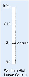 Vinculin Antibody in Western Blot (WB)