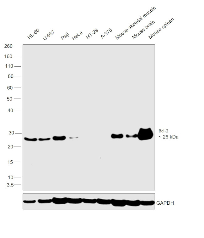 Bcl-2 Antibody