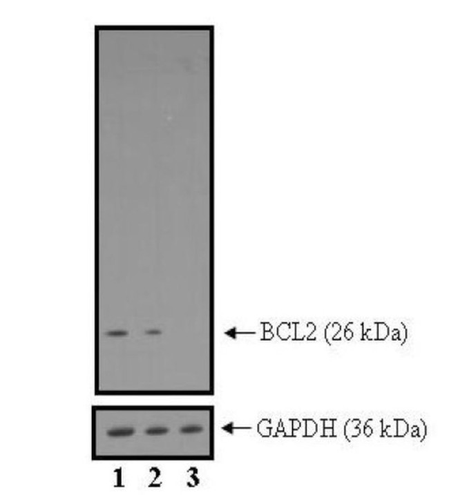 Bcl-2 Antibody