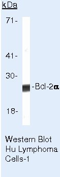 Bcl-2 Antibody in Western Blot (WB)