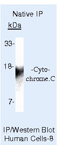 Cytochrome C Antibody in Immunoprecipitation (IP)