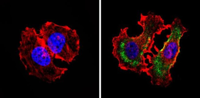 CD24 Antibody in Immunocytochemistry (ICC/IF)