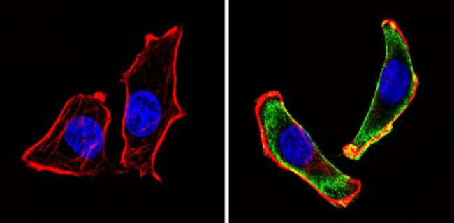 CD24 Antibody in Immunocytochemistry (ICC/IF)