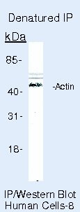 Actin Antibody in Immunoprecipitation (IP)