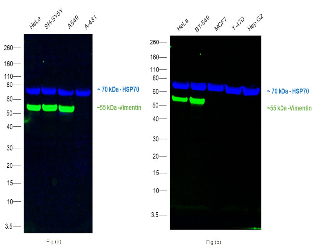 Vimentin Antibody in Western Blot (WB)