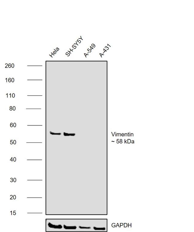 Vimentin Antibody in Western Blot (WB)