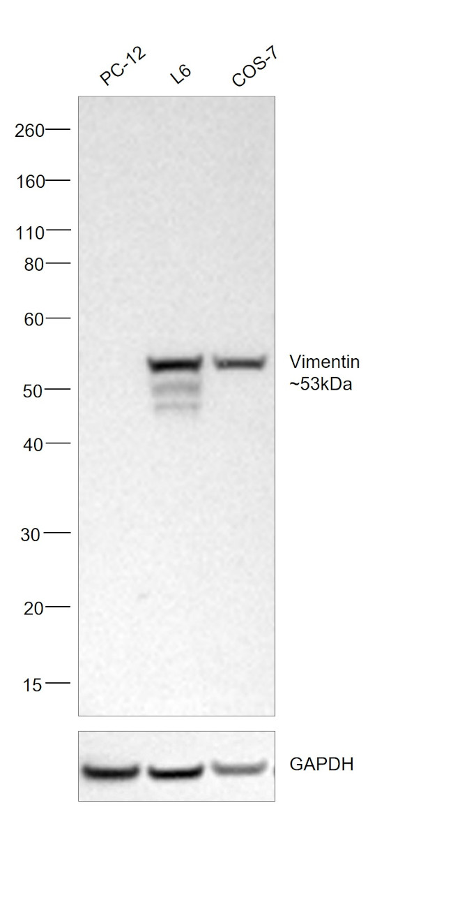 Vimentin Antibody in Western Blot (WB)