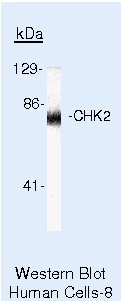 CHK2 Antibody in Western Blot (WB)